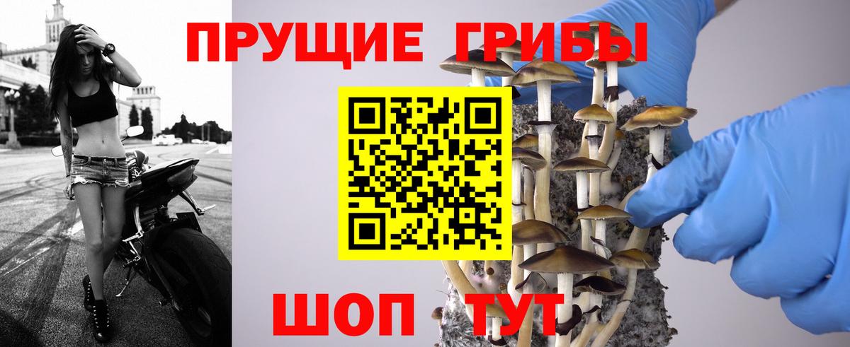 Псилоцибиновые грибы Psilocybine cubensis Ялта
